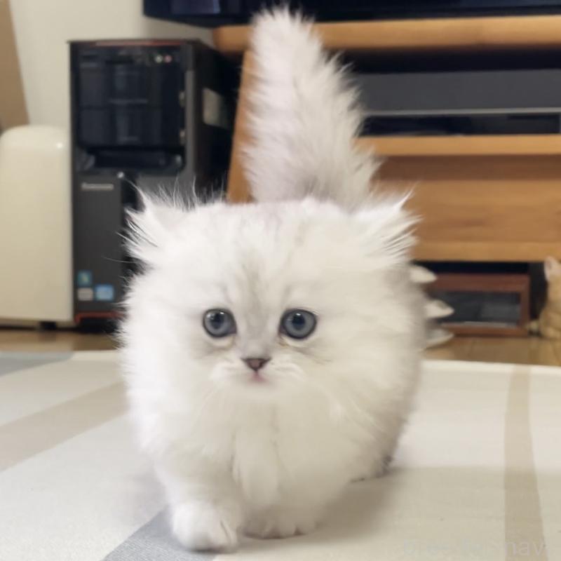 販売中の愛知県のミヌエット(短足)-138519