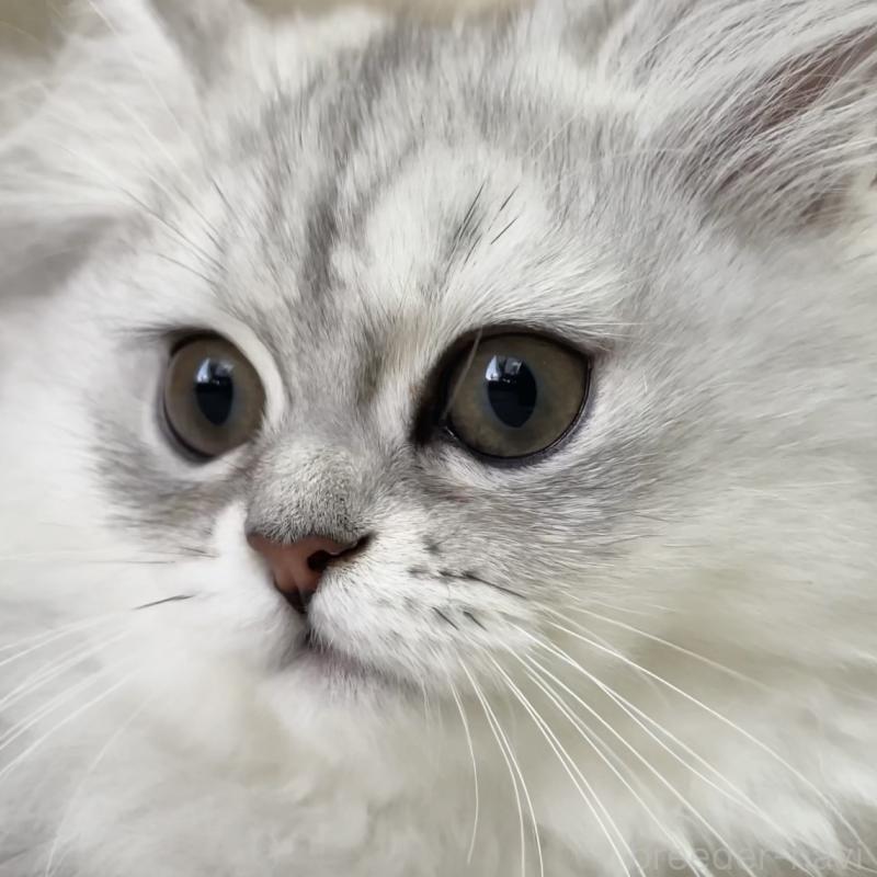 販売中ののミヌエット-134739