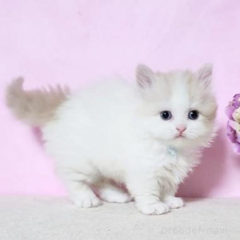 販売中の群馬県のミヌエット(短足)-140276の5枚目