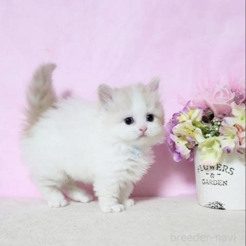 販売中の群馬県のミヌエット(短足)-140276の4枚目