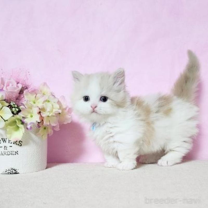 販売中の群馬県のミヌエット(短足)-140276の3枚目