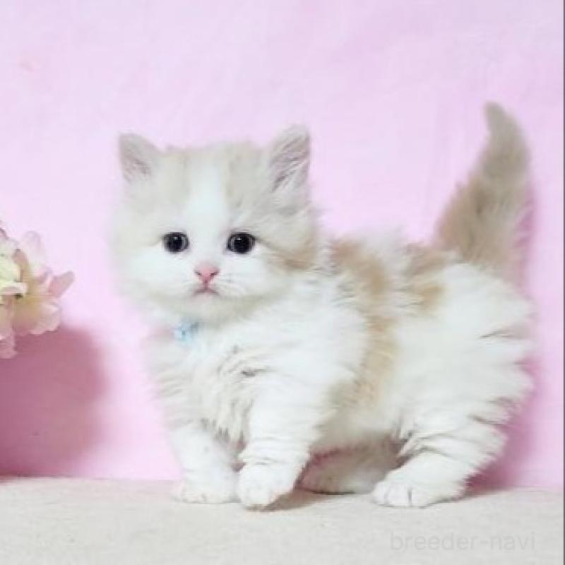 販売中の群馬県のミヌエット(短足)-140276の2枚目