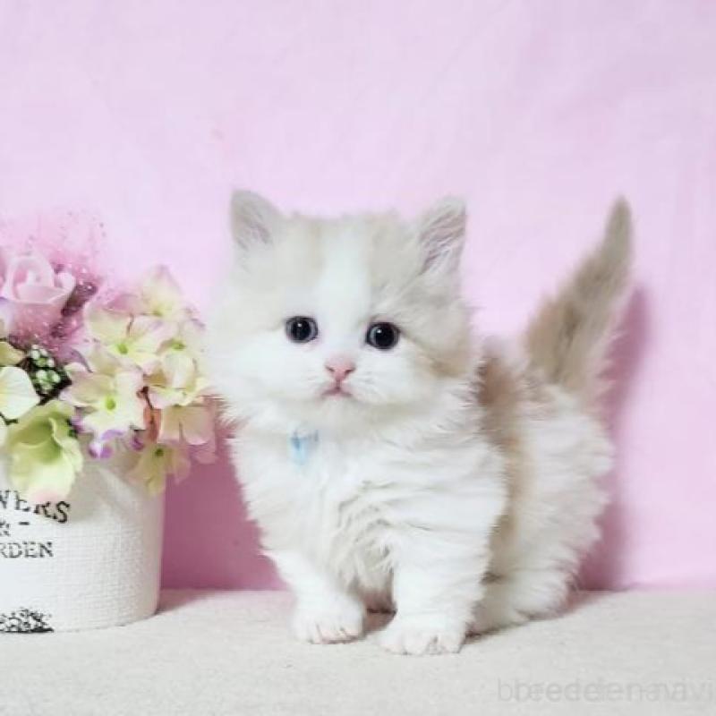 販売中の群馬県のミヌエット(短足)-140276の1枚目