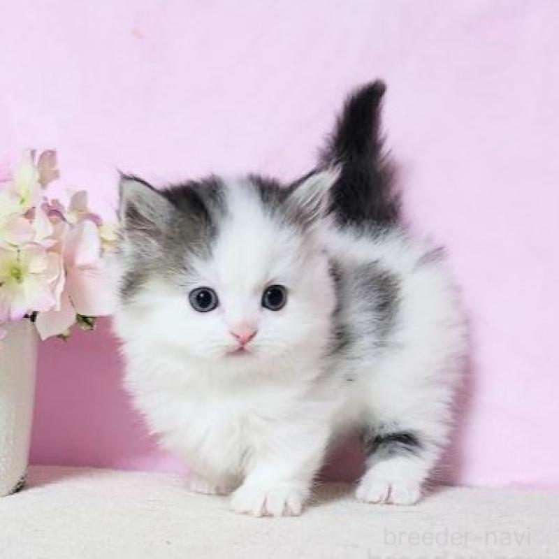 販売中の群馬県のミヌエット(短足)-140277の5枚目