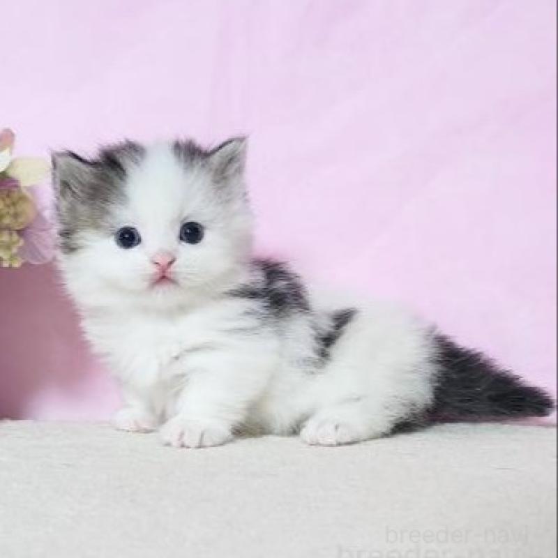 販売中の群馬県のミヌエット(短足)-140277の4枚目