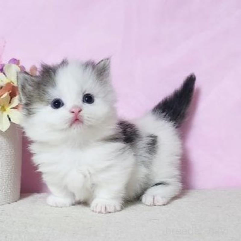 販売中の群馬県のミヌエット(短足)-140277の3枚目