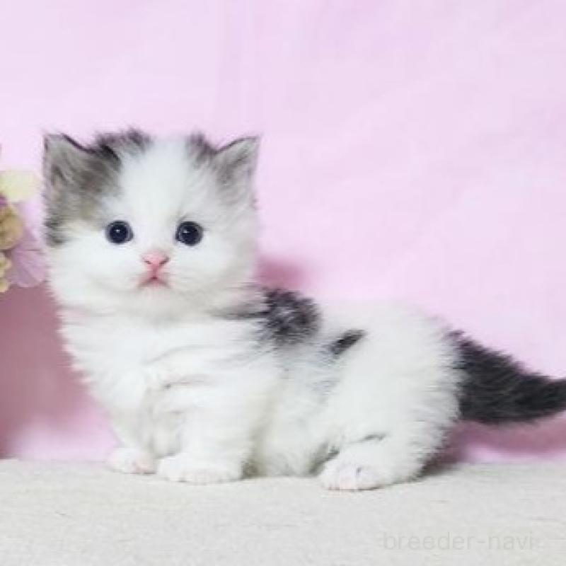 販売中の群馬県のミヌエット(短足)-140277の2枚目