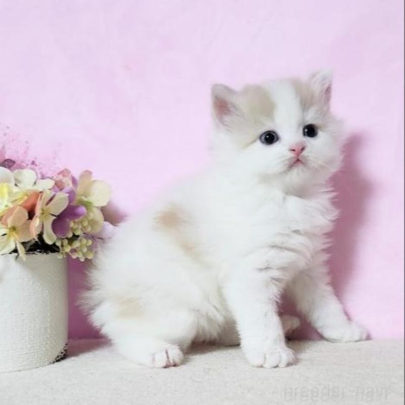 販売中の群馬県のミヌエット-140278の4枚目