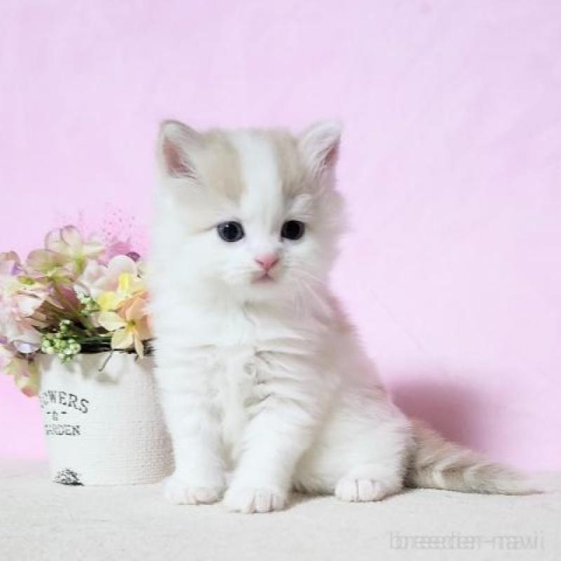 販売中の群馬県のミヌエット-140278の3枚目