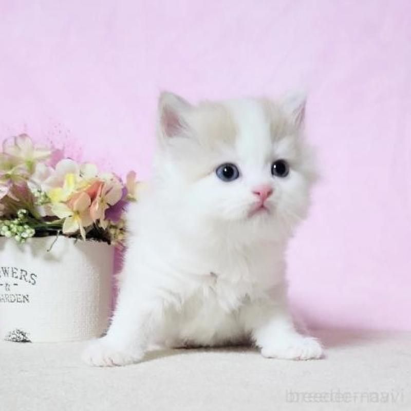 販売中の群馬県のミヌエット-140278の2枚目