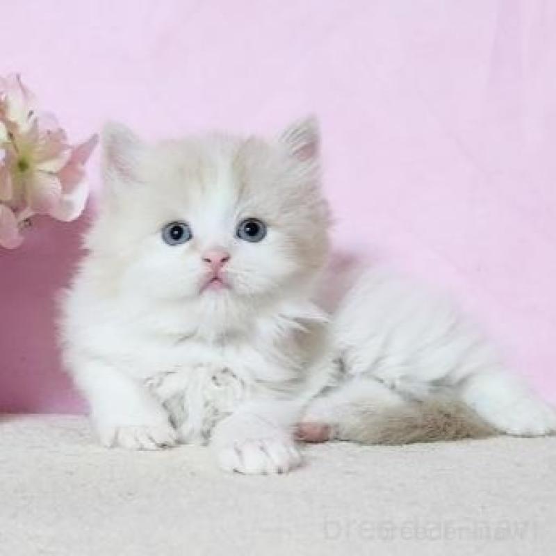 販売中の群馬県のミヌエット-140279の4枚目