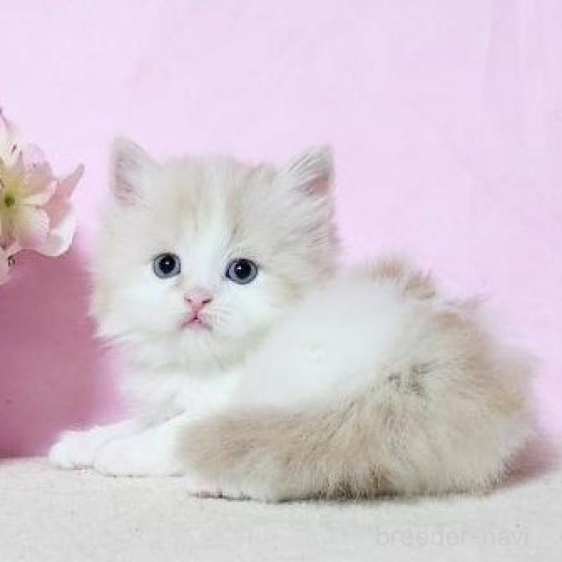 販売中の群馬県のミヌエット-140279の3枚目