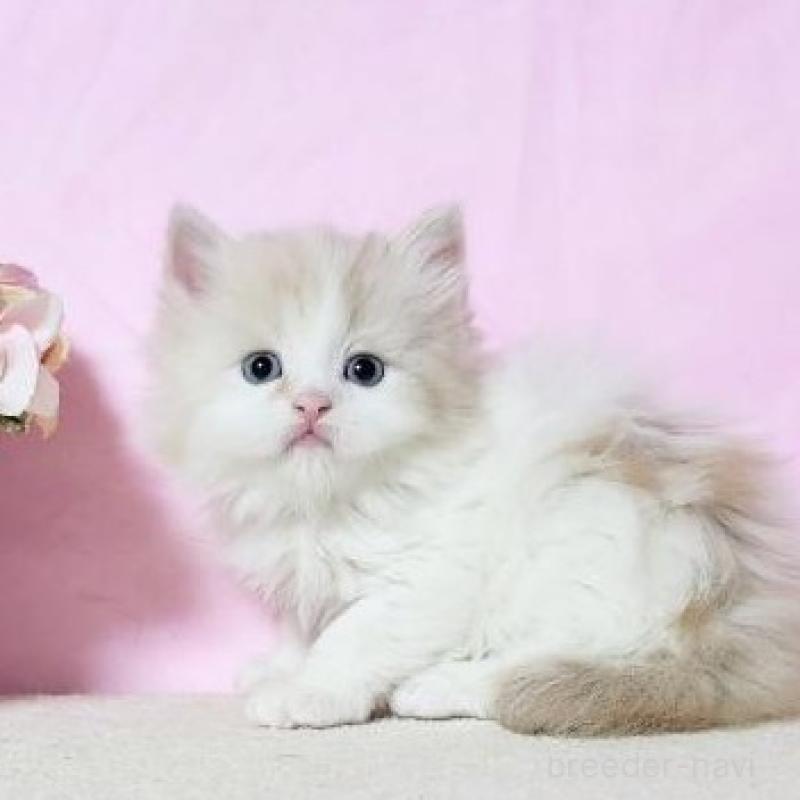 販売中の群馬県のミヌエット-140279の2枚目