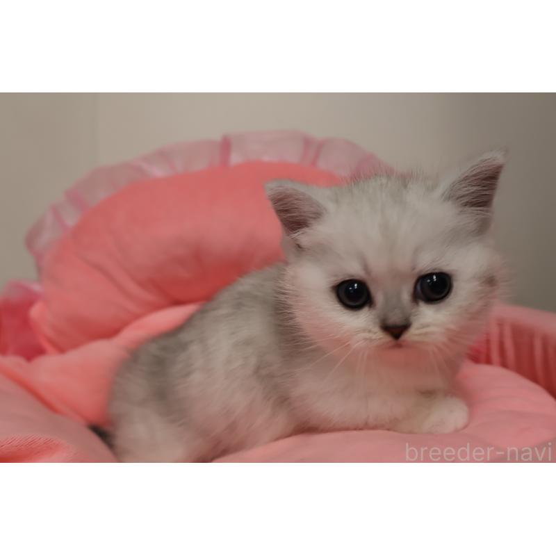 販売中の東京都のミヌエット(短足)-140257の11枚目