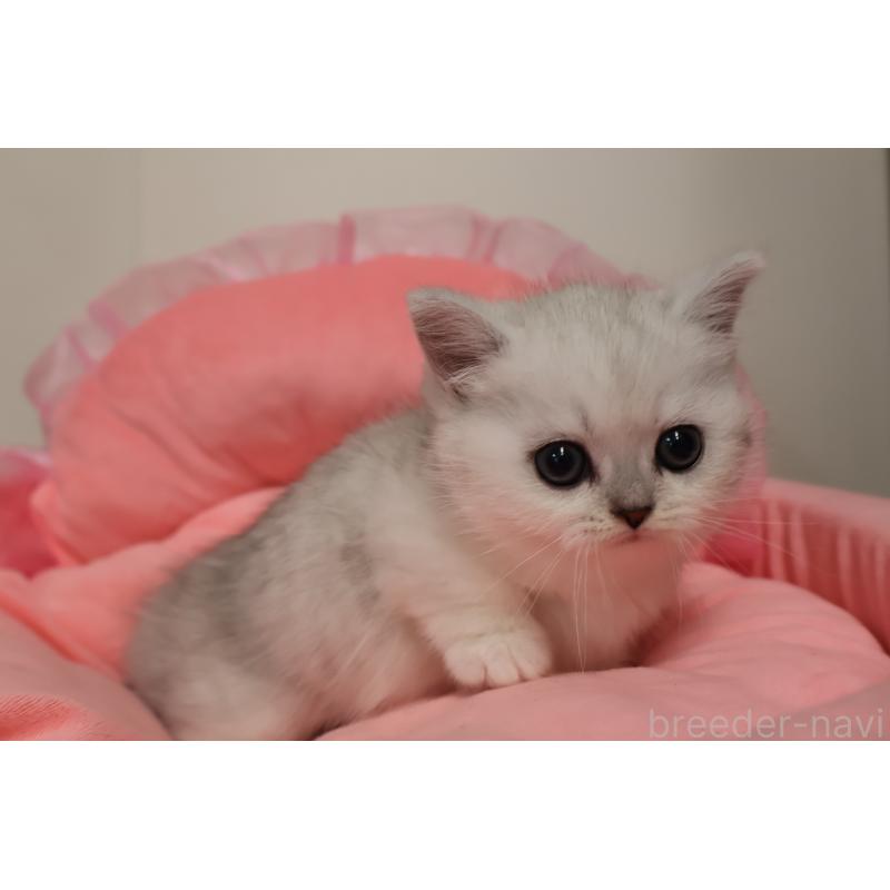 販売中の東京都のミヌエット(短足)-140257の10枚目