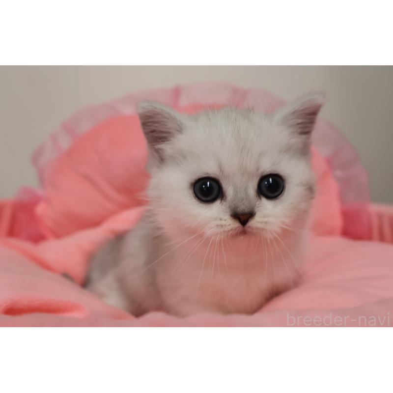 販売中の東京都のミヌエット(短足)-140257の9枚目