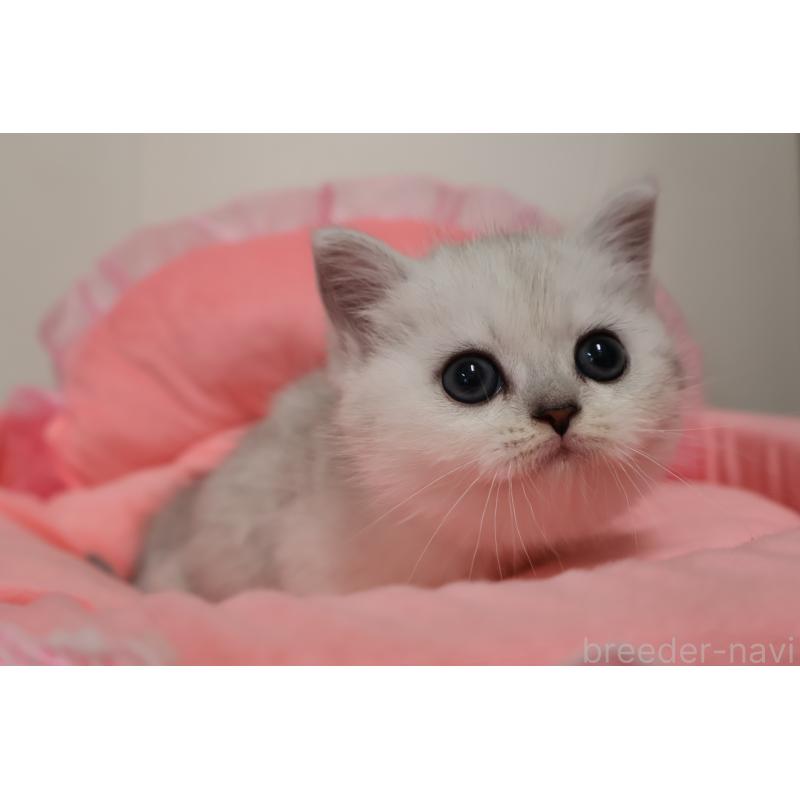 販売中の東京都のミヌエット(短足)-140257の8枚目