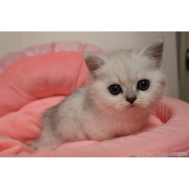 販売中の東京都のミヌエット(短足)-140257の7枚目