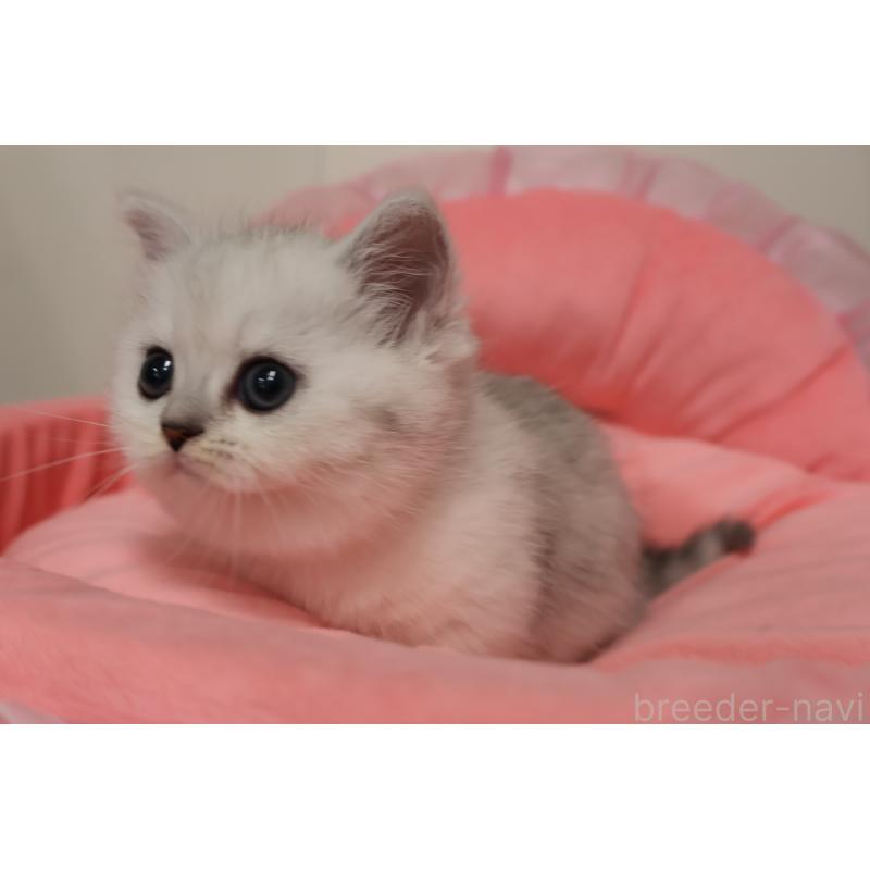 販売中の東京都のミヌエット(短足)-140257の6枚目