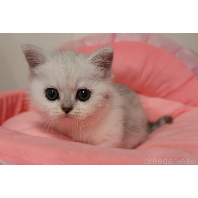 販売中の東京都のミヌエット(短足)-140257の5枚目