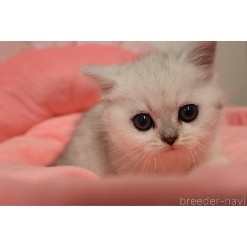 販売中の東京都のミヌエット(短足)-140257の4枚目