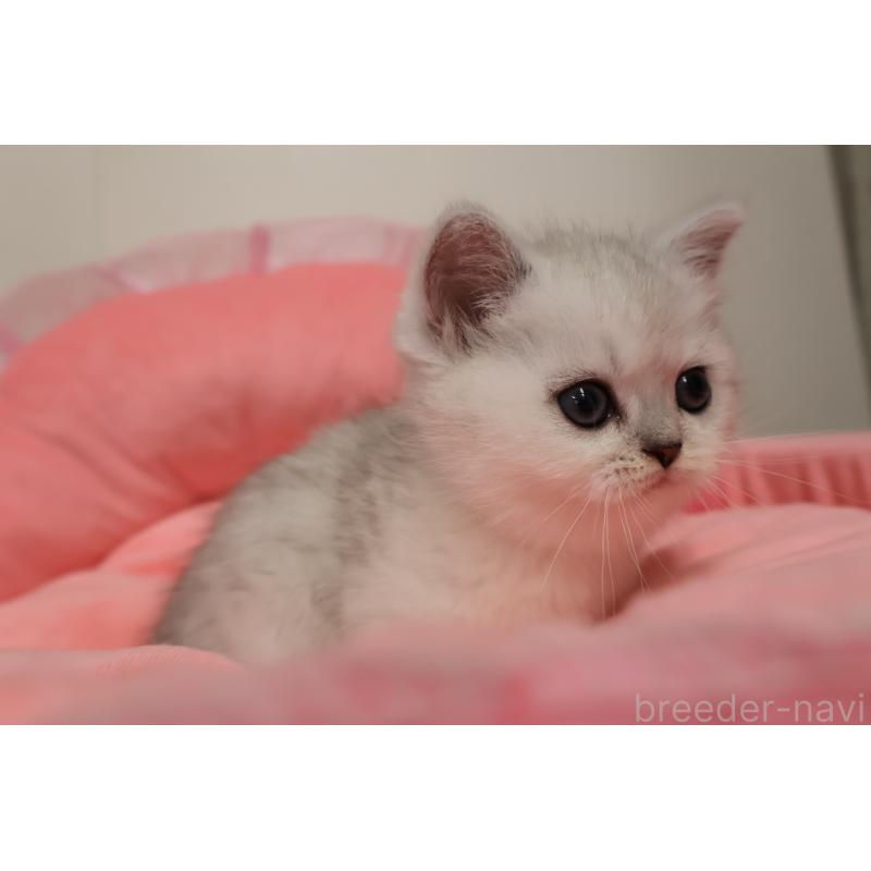 販売中の東京都のミヌエット(短足)-140257の3枚目