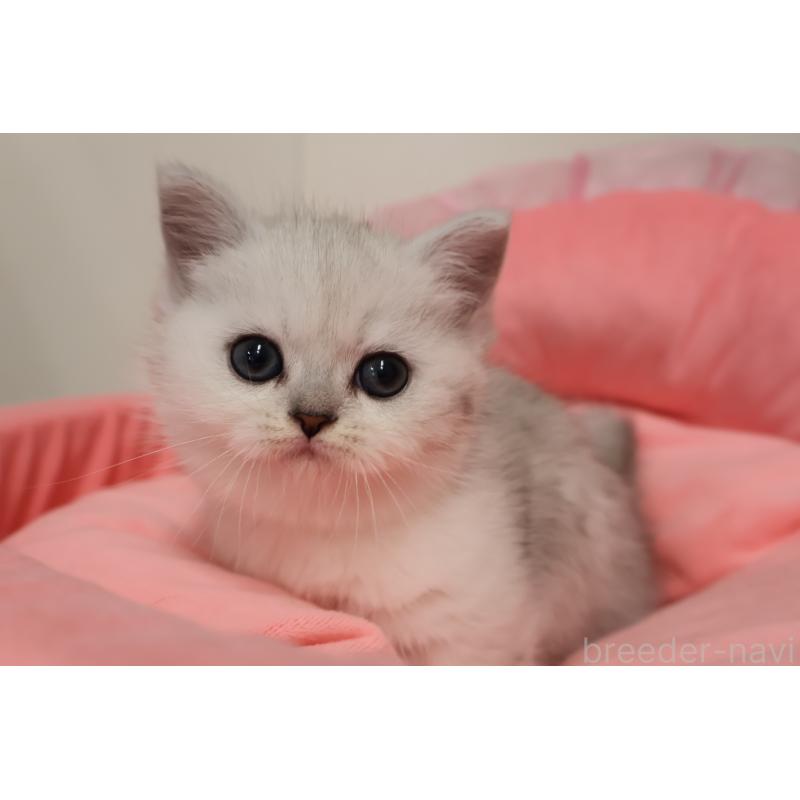 販売中の東京都のミヌエット(短足)-140257の2枚目