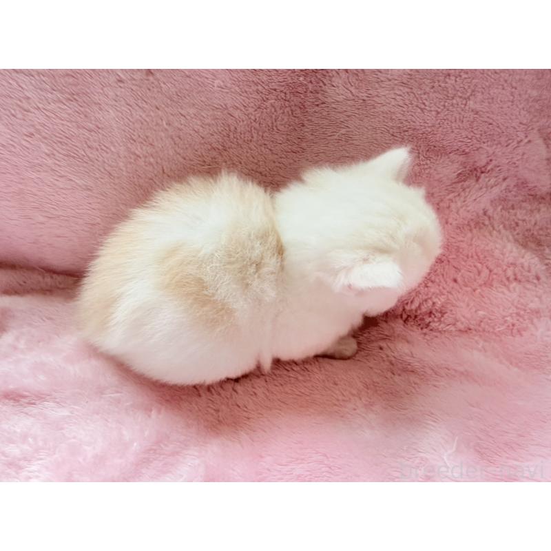 販売中の静岡県のスコティッシュフォールド-140281の7枚目