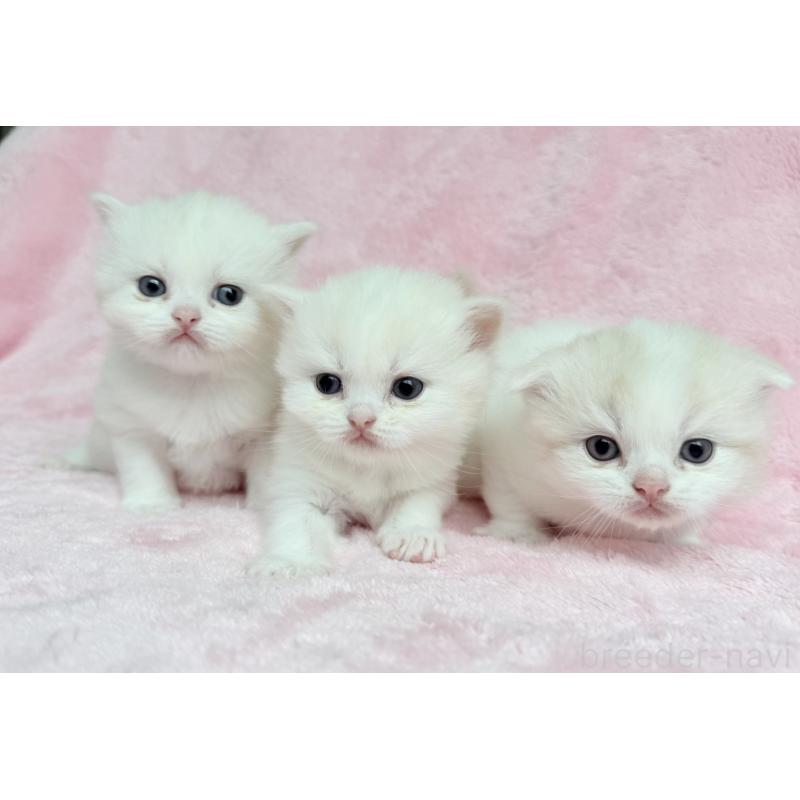 販売中の静岡県のスコティッシュフォールド-140281の6枚目