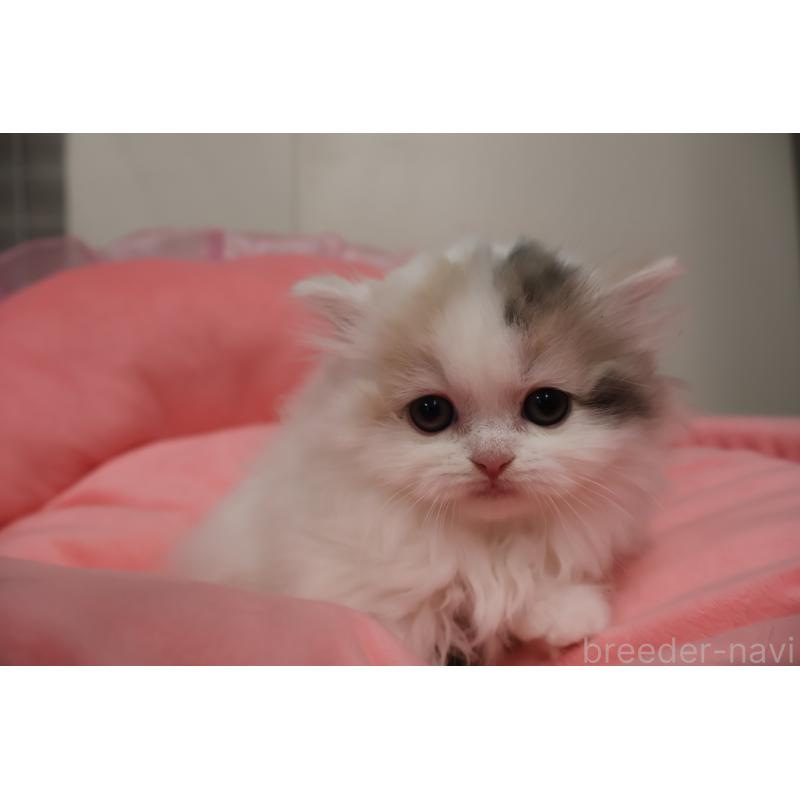 販売中の東京都のミヌエット(短足)-140260の9枚目