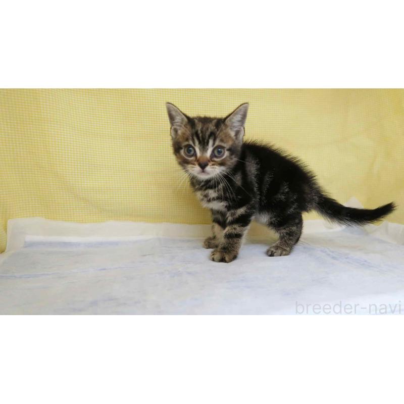 販売中の東京都のアメリカンショートヘア-140280の3枚目