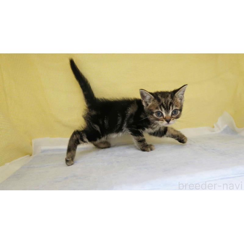 販売中の東京都のアメリカンショートヘア-140280の2枚目