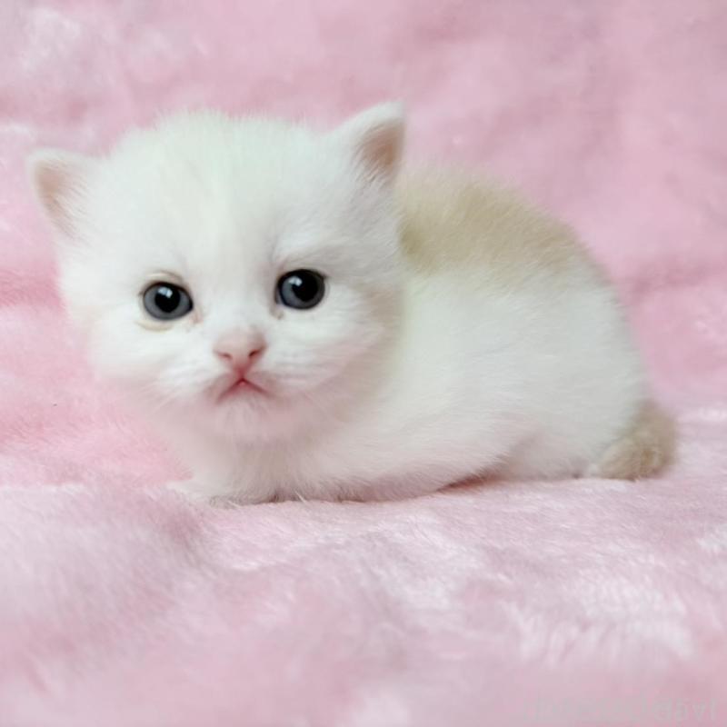 販売中の静岡県のスコティッシュフォールド-140281の1枚目