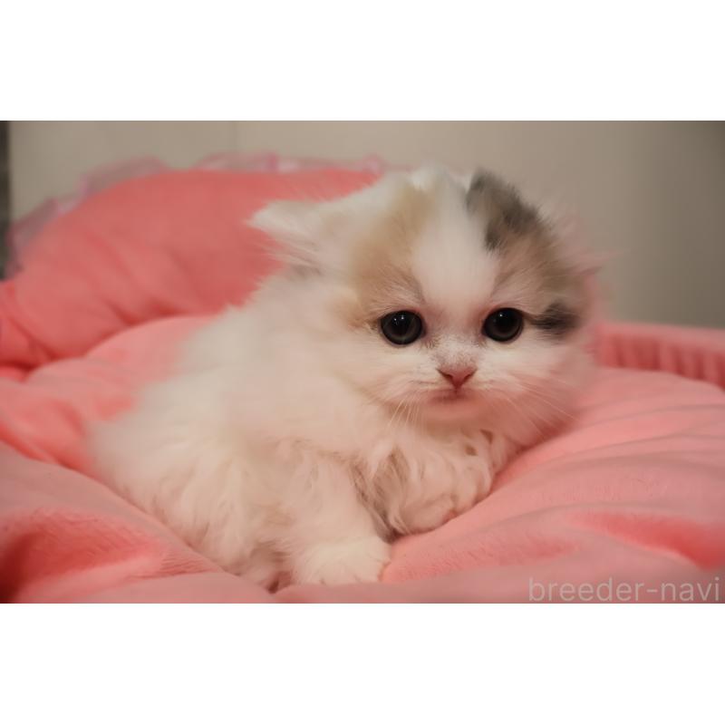 販売中の東京都のミヌエット(短足)-140260の8枚目