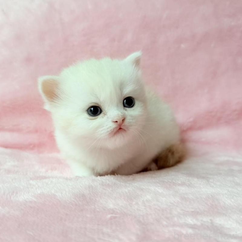 販売中の静岡県のスコティッシュフォールド-140281の5枚目