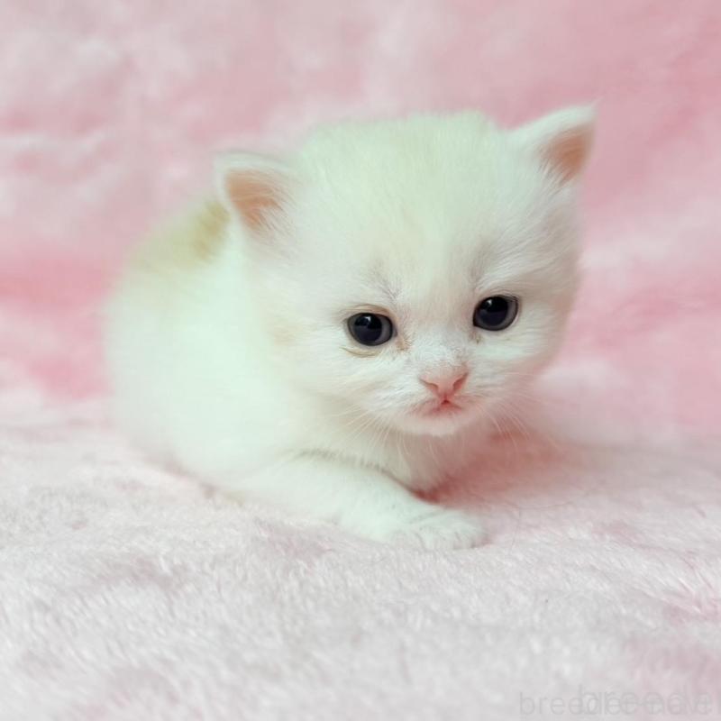 販売中の静岡県のスコティッシュフォールド-140281の4枚目