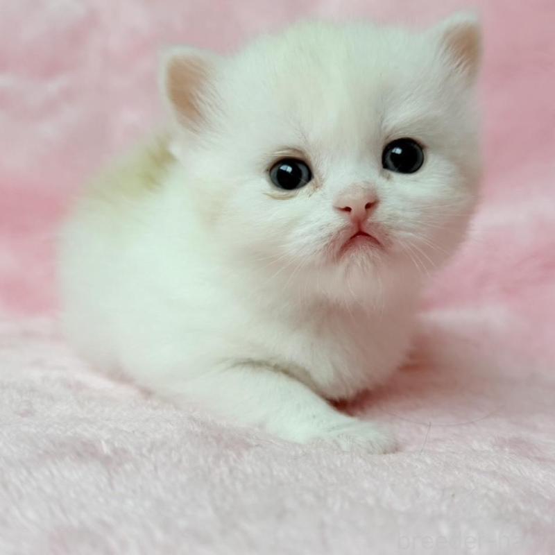 販売中の静岡県のスコティッシュフォールド-140281の3枚目