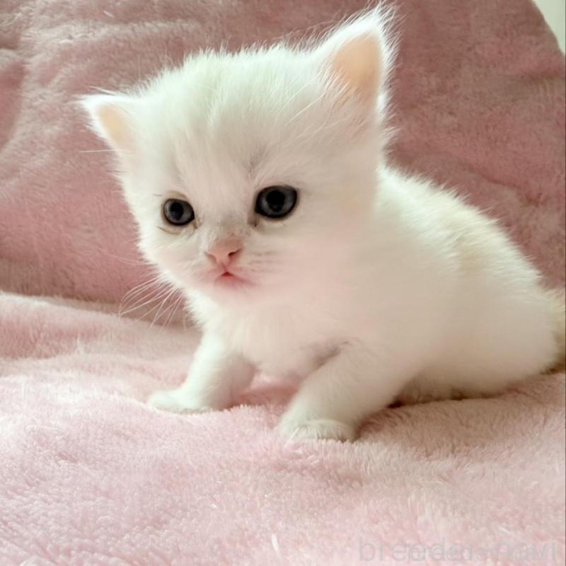 販売中の静岡県のスコティッシュフォールド-140281の2枚目