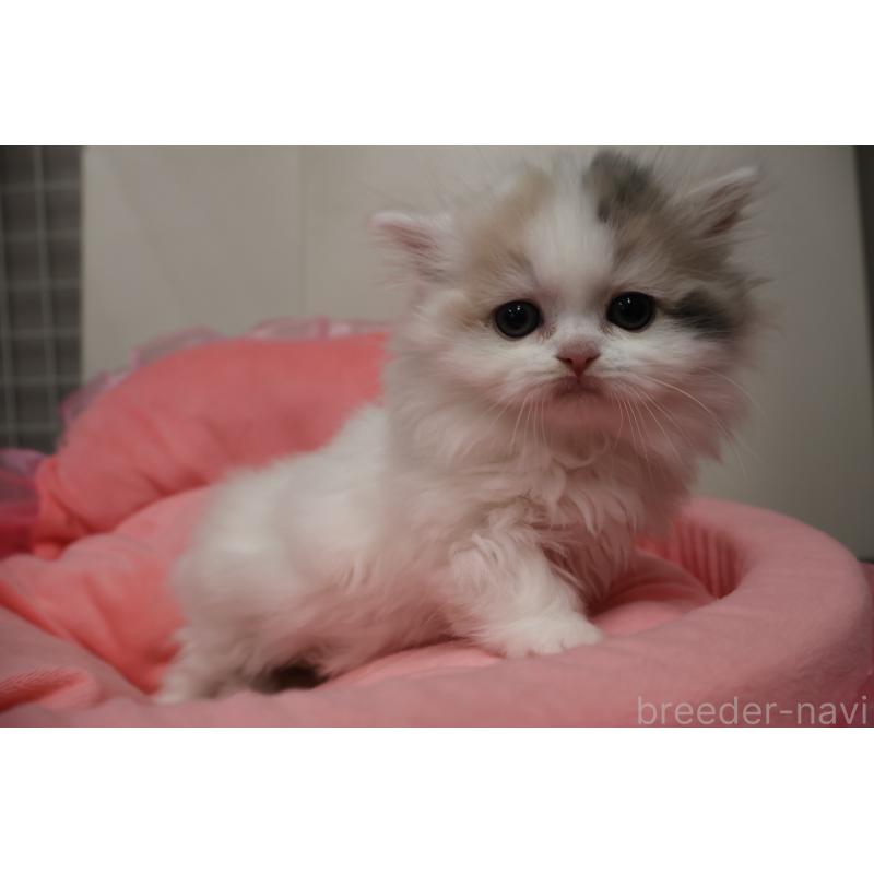 販売中の東京都のミヌエット(短足)-140260の7枚目