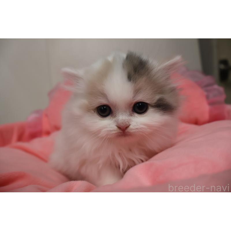 販売中の東京都のミヌエット(短足)-140260の6枚目