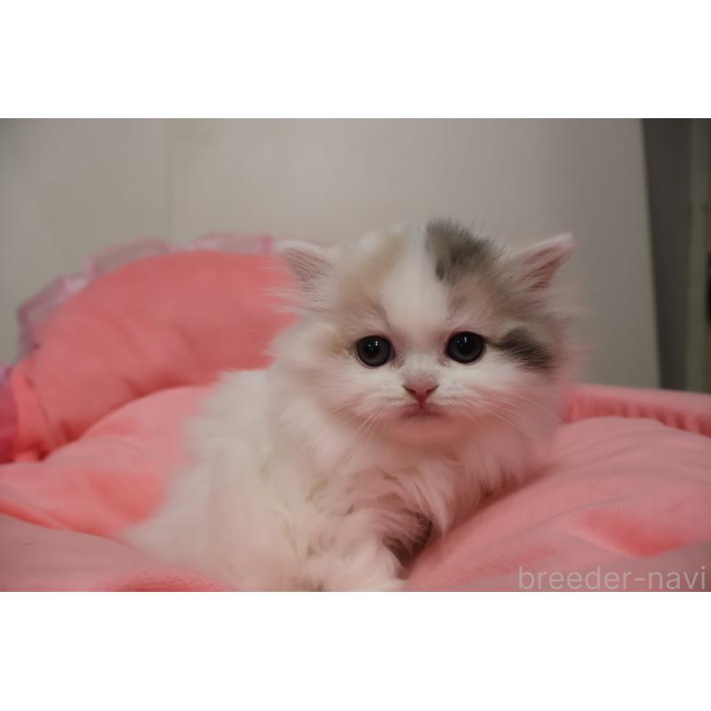 販売中の東京都のミヌエット(短足)-140260の5枚目