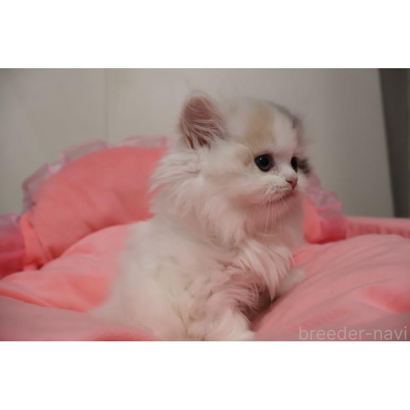 販売中の東京都のミヌエット(短足)-140260の4枚目