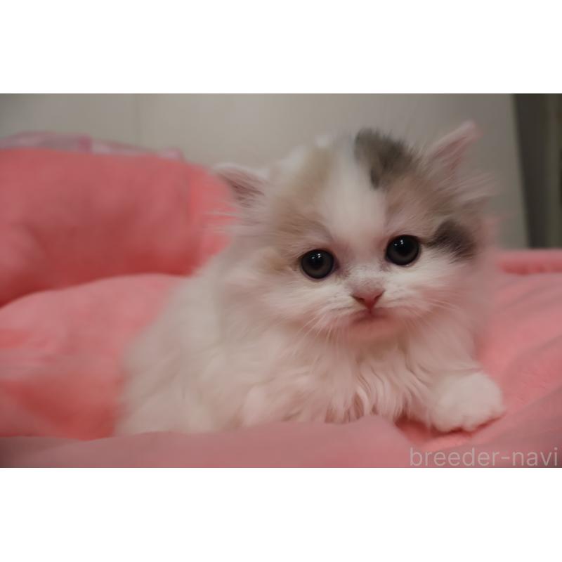 販売中の東京都のミヌエット(短足)-140260の3枚目