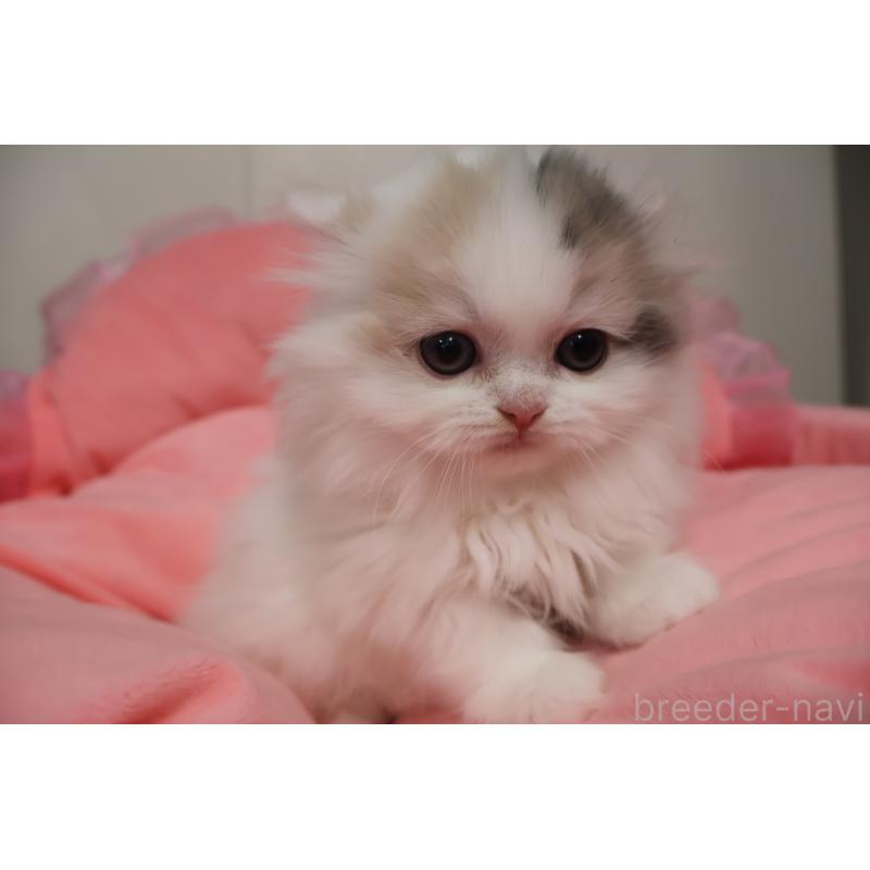 販売中の東京都のミヌエット(短足)-140260の2枚目