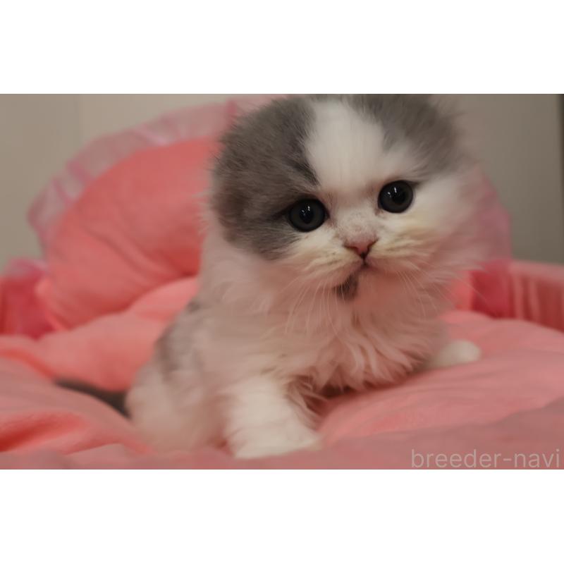 販売中の東京都のスコティッシュフォールド(折れ耳)-140259の10枚目