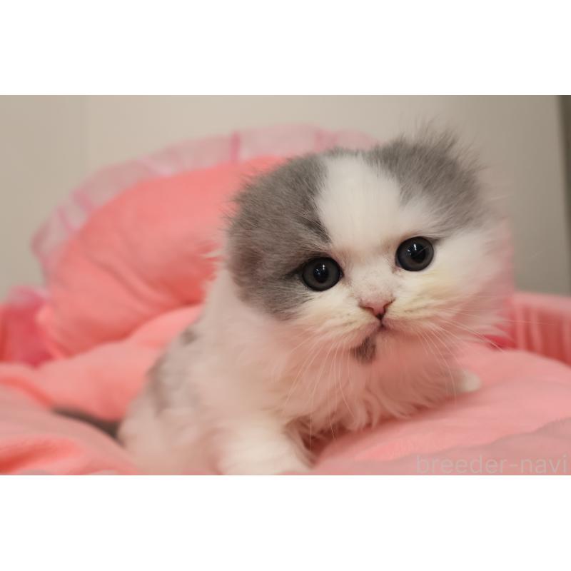 販売中の東京都のスコティッシュフォールド(折れ耳)-140259の9枚目