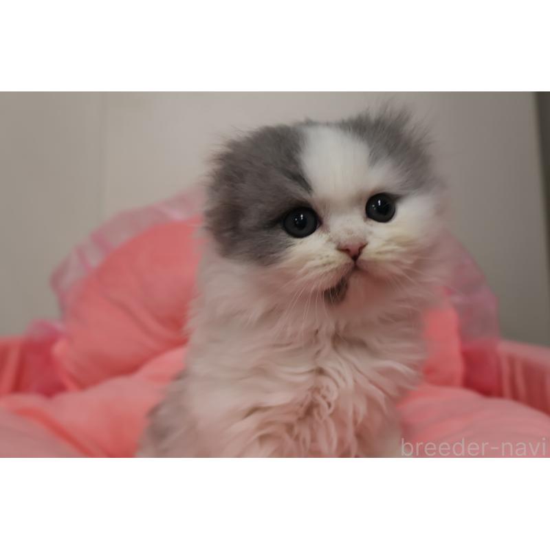 販売中の東京都のスコティッシュフォールド(折れ耳)-140259の8枚目