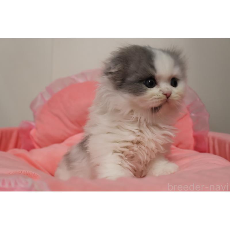 販売中の東京都のスコティッシュフォールド(折れ耳)-140259の7枚目