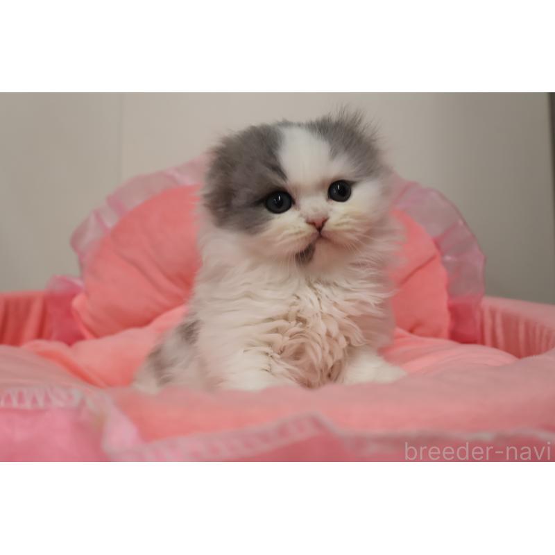 販売中の東京都のスコティッシュフォールド(折れ耳)-140259の6枚目