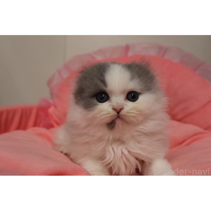 販売中の東京都のスコティッシュフォールド(折れ耳)-140259の5枚目